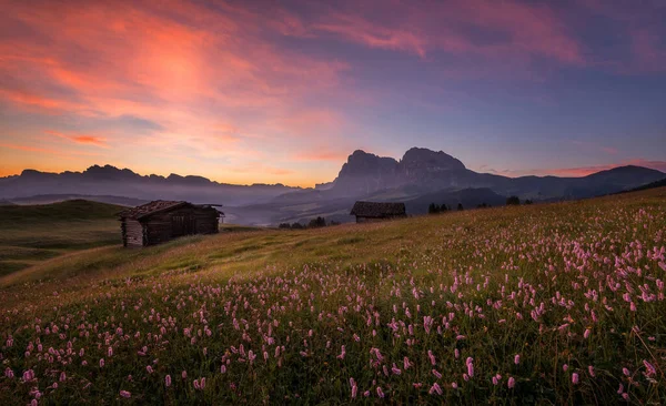 Květiny Alpe Siusi Italské Dolomity Hory — Stock fotografie