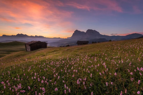 Bloemen Bij Alpe Siusi Het Italiaanse Dolomieten Gebergte — Stockfoto