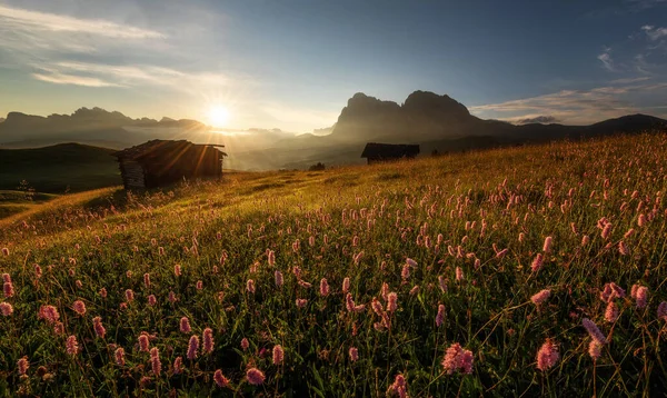Kwiaty Alpe Siusi Włoskich Górach Dolomitów — Zdjęcie stockowe