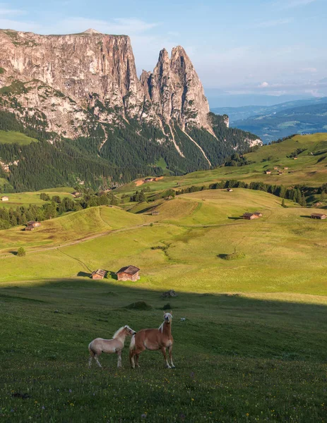 Cavalli All Alpe Siusi Nelle Dolomiti — Foto Stock