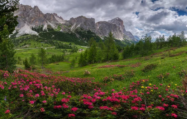 Ορεινά Λουλούδια Πάνω Από Πέρασμα Falzarego Στους Δολομίτες — Φωτογραφία Αρχείου