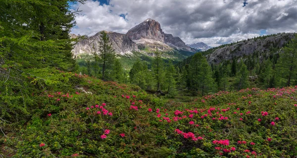 Flores Montanha Acima Passo Falzarego Nas Dolomitas — Fotografia de Stock