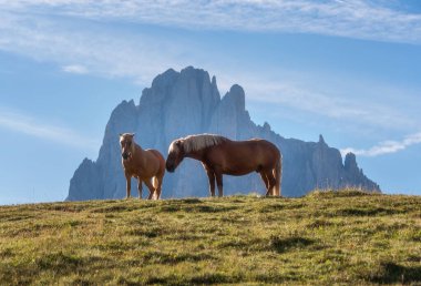 Horses at Alpe di Siusi in the Italian Dolomites clipart