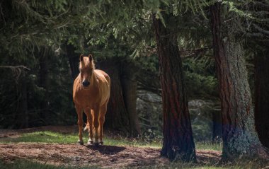 Yaz Dolomites dağlarında