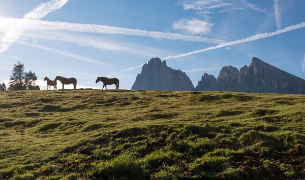 Лошади Альпе Сюси Итальянских Доломитах — стоковое фото