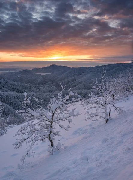 Jamnik güzel bir kış sabahı
