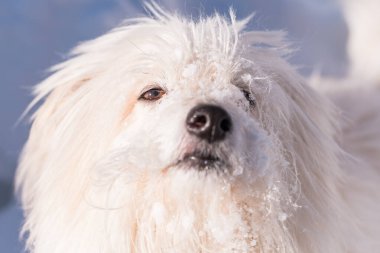 Küçük beyaz köpek içinde belgili tanımlık kar