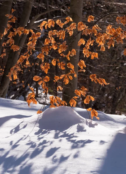 Autumn Leaf Winter Snow — Stock Photo, Image