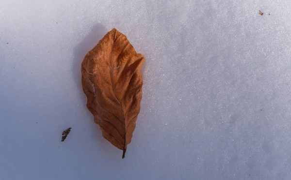 Осенний Лист Зимнем Снегу — стоковое фото