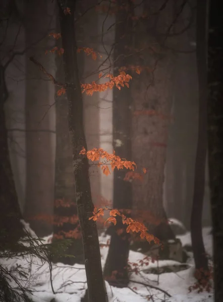 Гломійський Зимовий Ліс Дотиком Осені — стокове фото