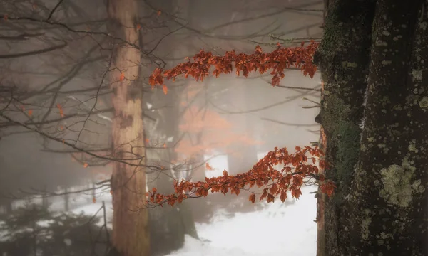 Θολό Δάσος Χειμώνα Μια Αφή Του Φθινοπώρου — Φωτογραφία Αρχείου
