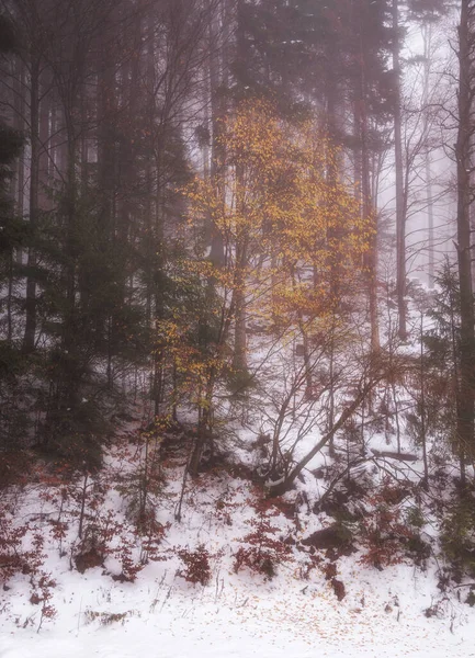Düsterer Winterwald Mit Einem Hauch Von Herbst — Stockfoto
