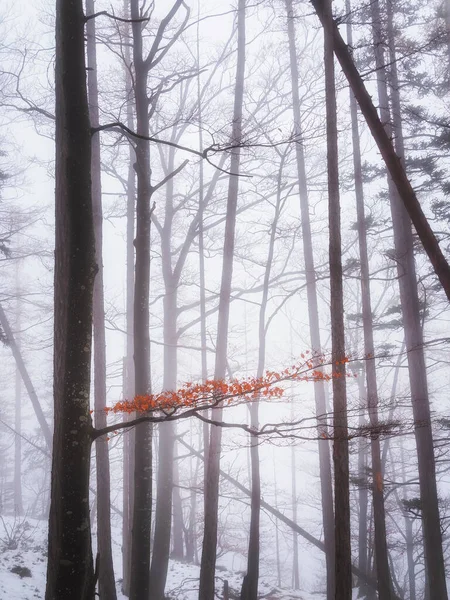 Θολό Δάσος Χειμώνα Μια Αφή Του Φθινοπώρου — Φωτογραφία Αρχείου