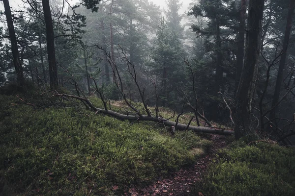 Temný Zimní Les Nádechem Podzimu — Stock fotografie