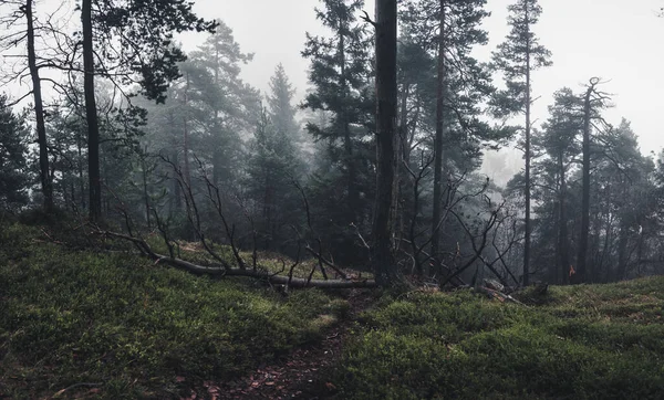 Forêt Hivernale Sombre Avec Une Touche Automne — Photo