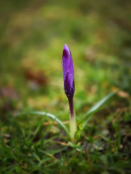 Floare Crocus Primăvară Pajiște — Fotografie, imagine de stoc