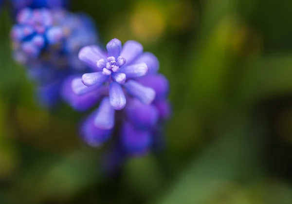 Frühlingsblumen Garten — Stockfoto