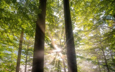 Sabahları sisli yaz ormanı