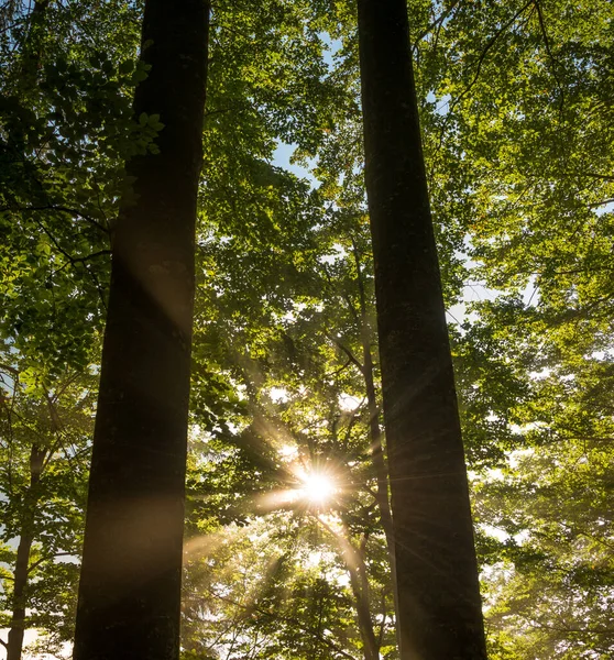 Sabahları sisli yaz ormanı