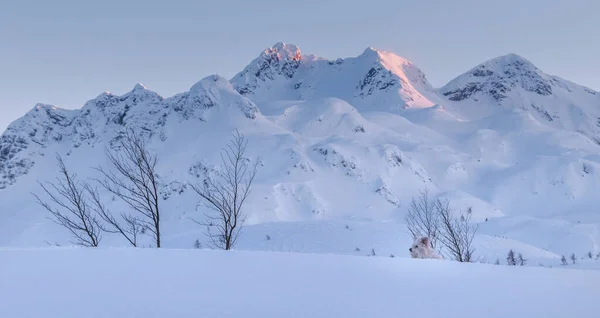 Winterparadijs Juliaanse Alpen — Stockfoto
