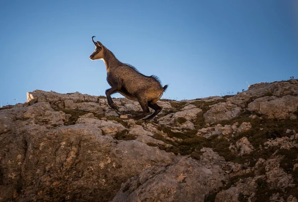 Bergget Poserar Vid Solnedgången Julian Alperna — Stockfoto