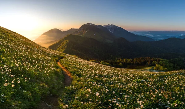 Daffodils Mala Golica Jarní Květiny Krásném Mlhavém Východu Slunce Mlhou — Stock fotografie