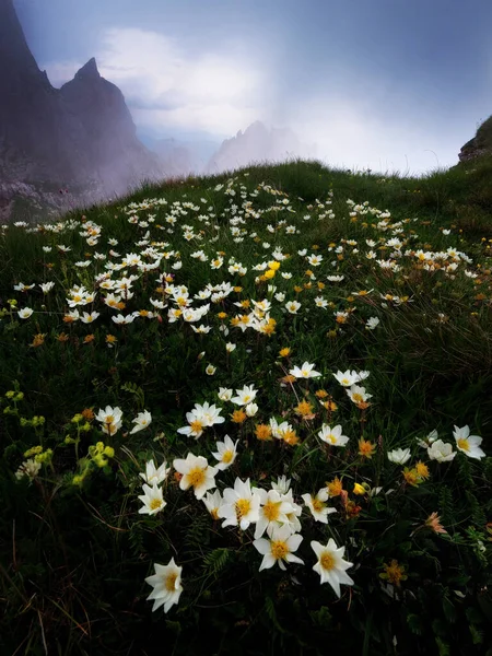 Flores Nas Montanhas Alto Dos Alpes — Fotografia de Stock
