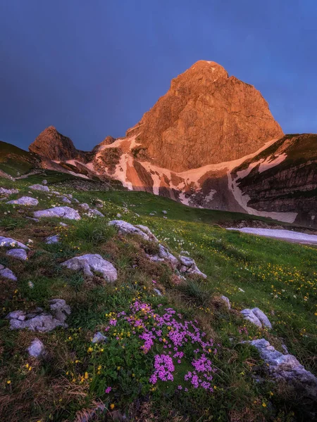 Bloemen Bergen Hoog Alpen — Stockfoto