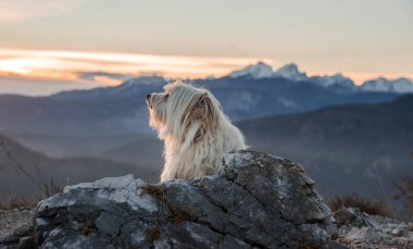 Gün batımında dağın tepesinde bir köpek. 