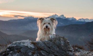 Gün batımında dağın tepesinde bir köpek. 