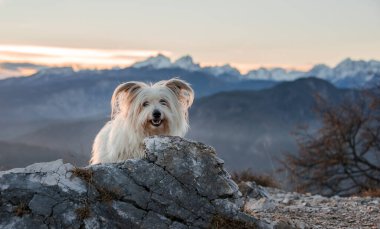Gün batımında dağın tepesinde bir köpek. 