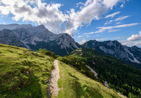 Flores Árboles Son Altos Las Montañas Los Alpes Julianos Eslovenia —  Fotos de Stock
