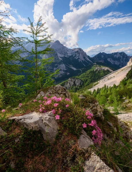 Flores Árvores São Altas Nas Montanhas Dos Alpes Julianos Eslovênia — Fotografia de Stock