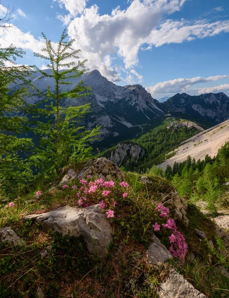 Flores Árvores São Altas Nas Montanhas Dos Alpes Julianos Eslovênia — Fotografia de Stock