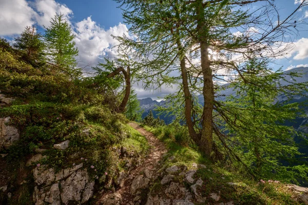 Квіти Дерева Високо Горах Юліанських Альп Словенії Гарна Стежка Через — стокове фото