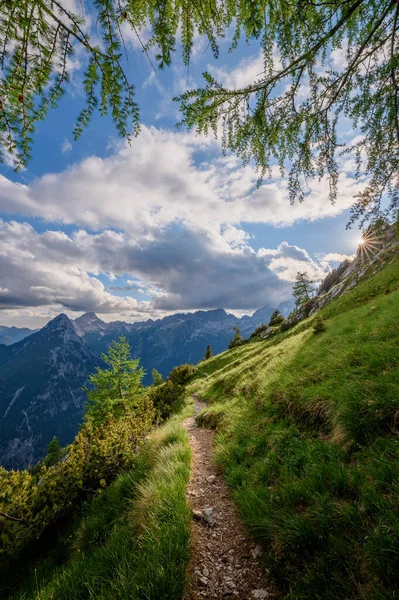 Flores Árboles Son Altos Las Montañas Los Alpes Julianos Eslovenia —  Fotos de Stock