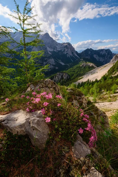 Kwiaty Drzewa Znajdują Się Wysoko Górach Alp Julijskich Słowenii Ładna — Zdjęcie stockowe