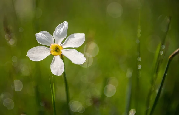 Narzissen Frühling Über Meiner Heimatstadt — Stockfoto