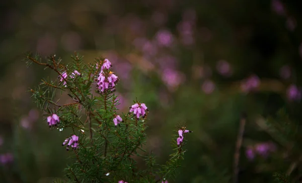 Erica Kwiat Wiosennym Lesie — Zdjęcie stockowe