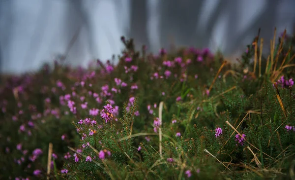 Erica Kwiat Wiosennym Lesie — Zdjęcie stockowe
