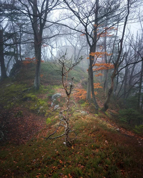 Mystischer Frühlingswald Mit Nebel Herbst — Stockfoto