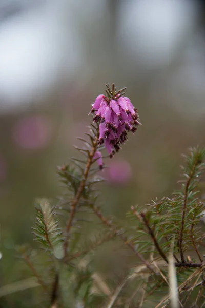 Erica Kwiat Wiosennym Lesie — Zdjęcie stockowe