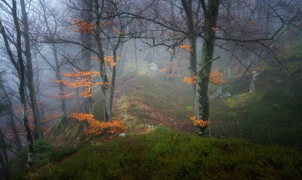 Mystischer Frühlingswald Mit Nebel Herbst — Stockfoto