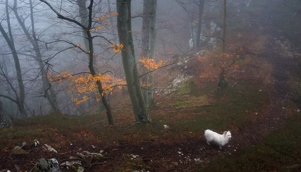Mystic Δάσος Άνοιξη Ομίχλη Φθινόπωρο — Φωτογραφία Αρχείου
