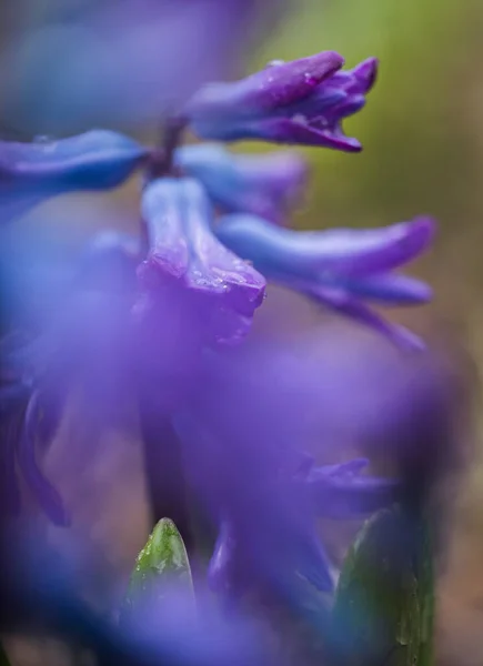 Fialová Květina Jaře Bokeh Pozadí — Stock fotografie