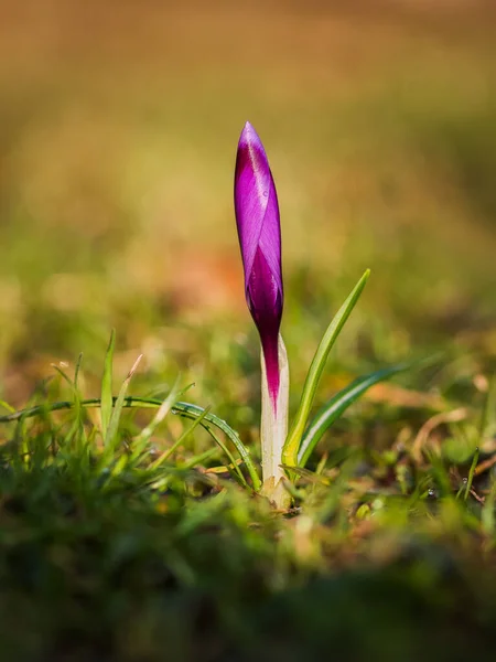 Floare Crocus Primăvară Grădină — Fotografie, imagine de stoc