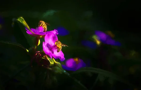Бджола Фіолетовій Квітці Саду — стокове фото