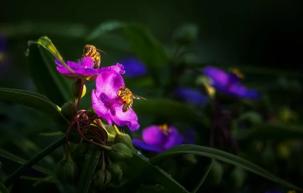 Včela Purpurové Kvítky Zahradě — Stock fotografie