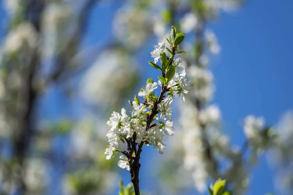 Flor Ciruelo Primavera — Foto de Stock