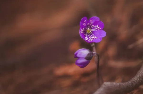 Flori Primăvară Pădure — Fotografie, imagine de stoc